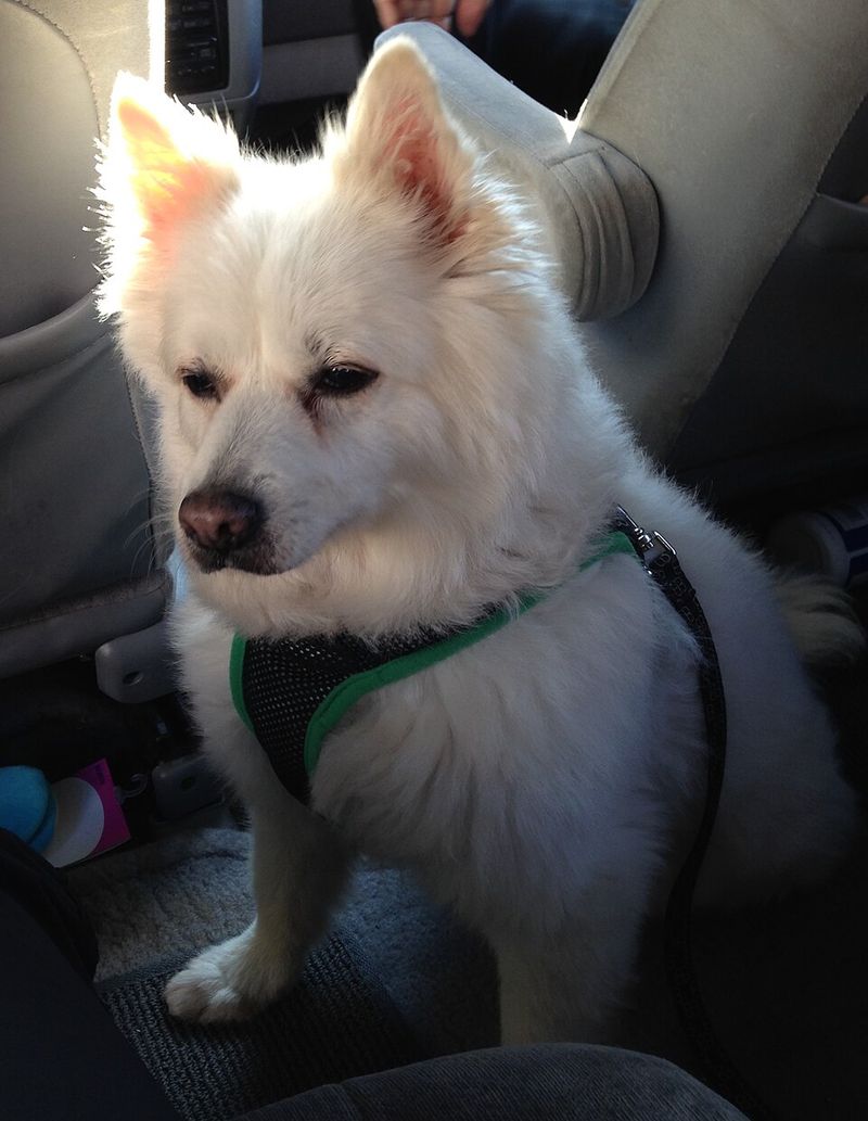 Highly intelligent and eager to please