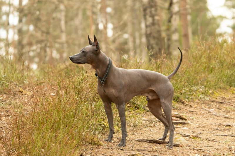Xoloitzcuintli