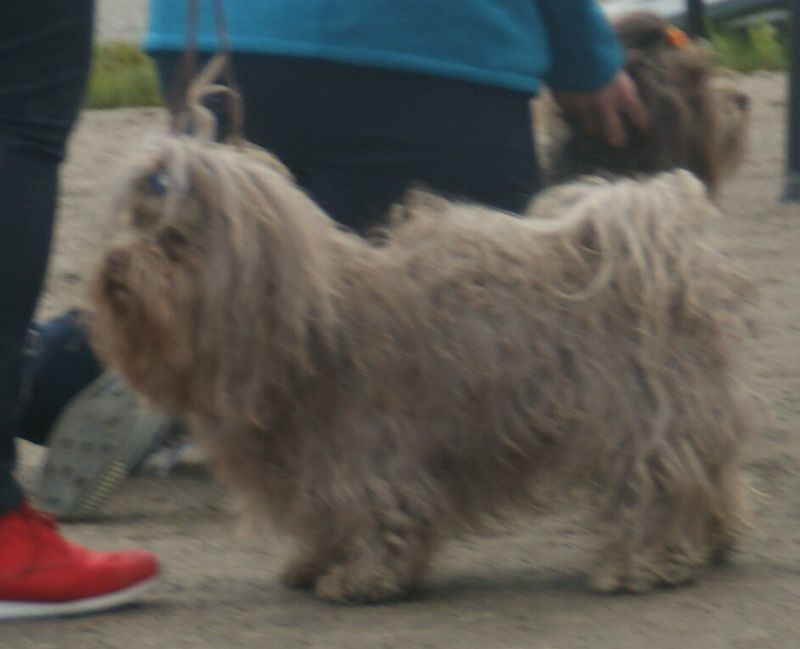 Russian Tsvetnaya Bolonka