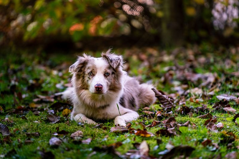 The same routine doesn't work equally well for every dog - These breeds make personalization especially valuable 3 Australian Shepherd
