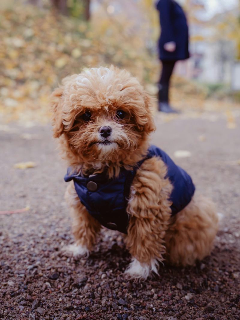 15 Cuddly Dog Breeds That Enjoy Staying Close to Their Owners 15 Toy Poodle