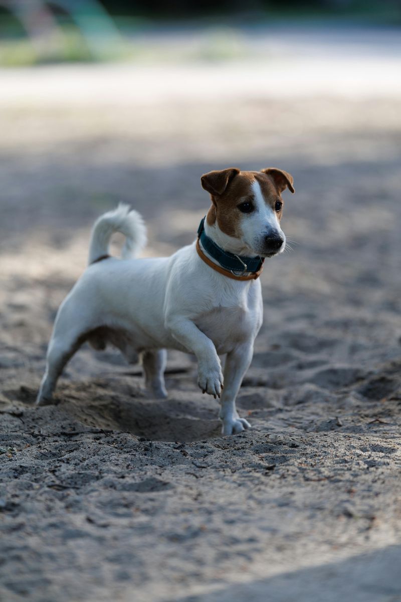 People love these 11 dog breeds - but many underestimate the behavior challenges they bring 10 Jack Russell Terrier