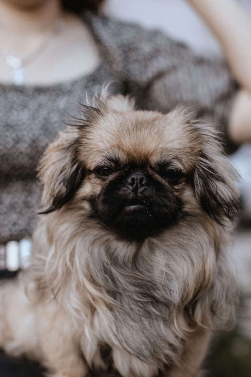 These 10 attention-hungry dogs never stop asking for affection 7 Pekingese
