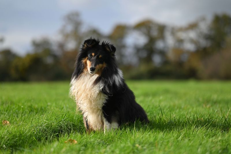 11 dog breeds that quietly read your emotions – plus 3 that always seem to know when you need them 9 Shetland Sheepdog