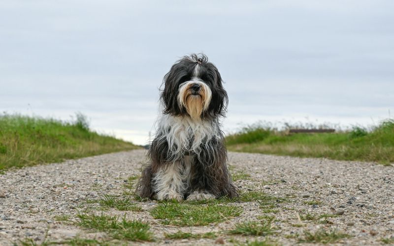 Tibetan Terrier
