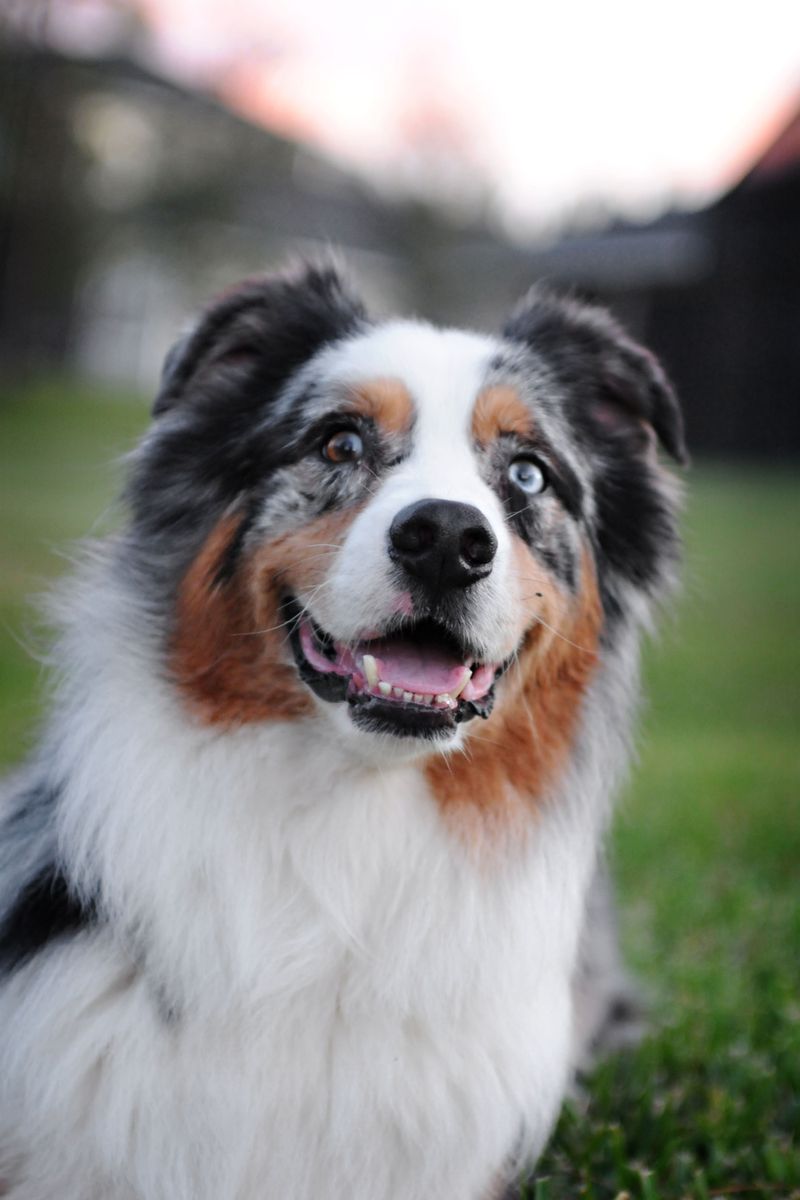 13 dog breeds that turned local favorites into global household names 9 Australian Shepherd