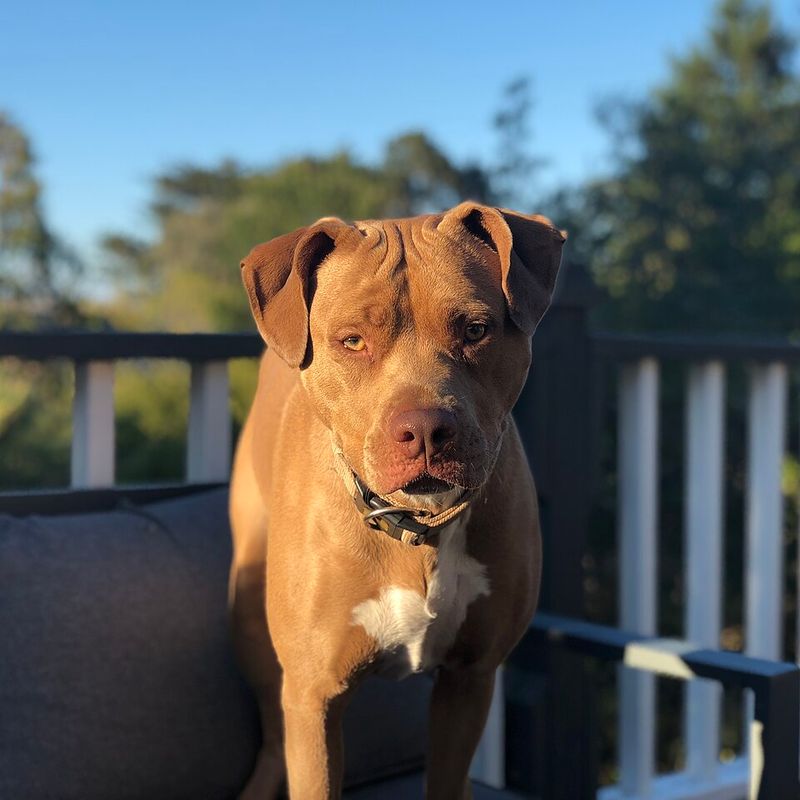 American Pit Bull Terrier