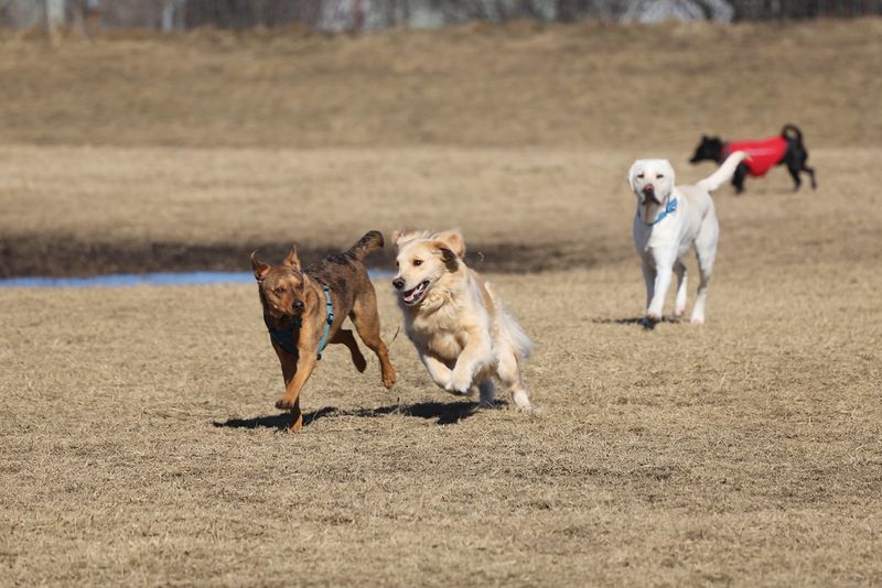 14 Easy Dog Tricks That Are Fun for Both of You 15 Figure Eight Around Legs
