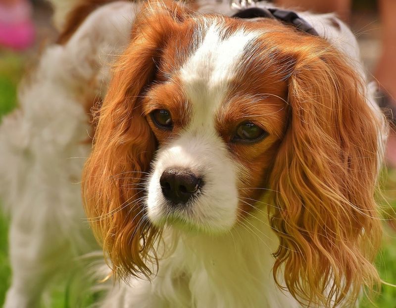Cavalier King Charles Spaniel