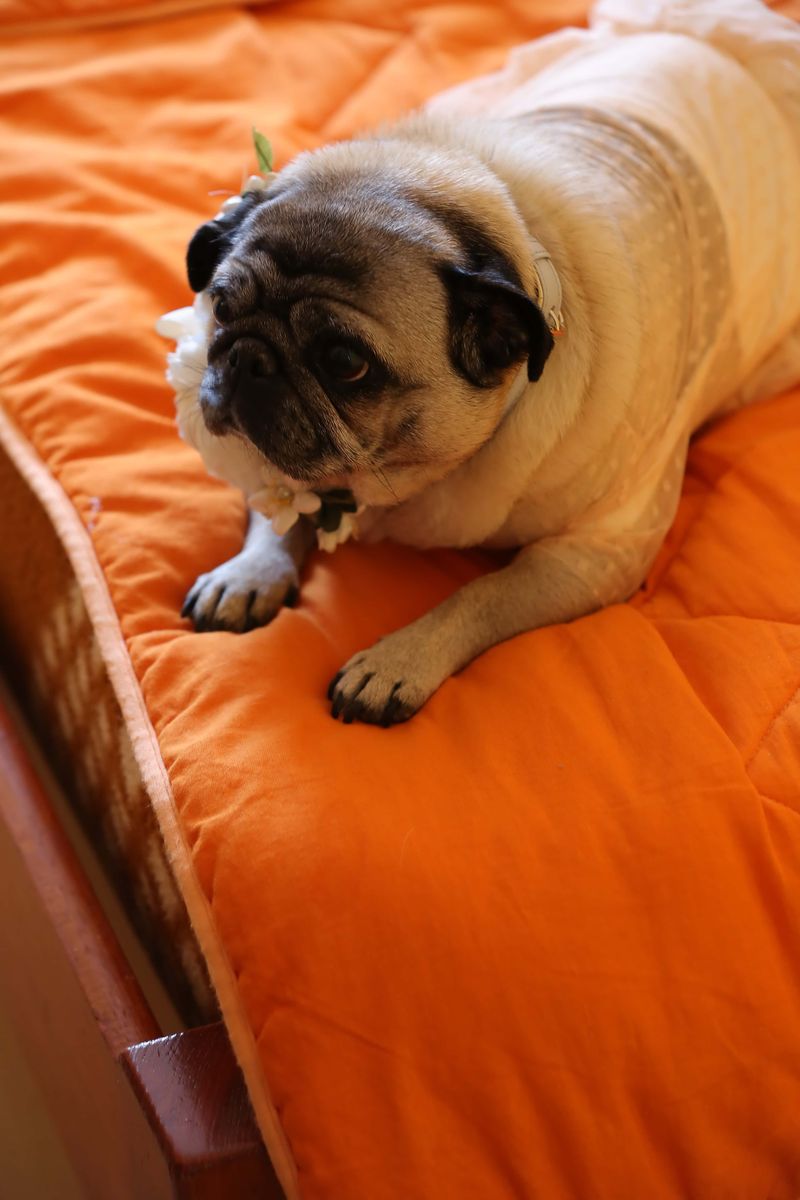These 9 explanations reveal why dogs often choose your bed over theirs 5 Soft mattresses are more comfortable