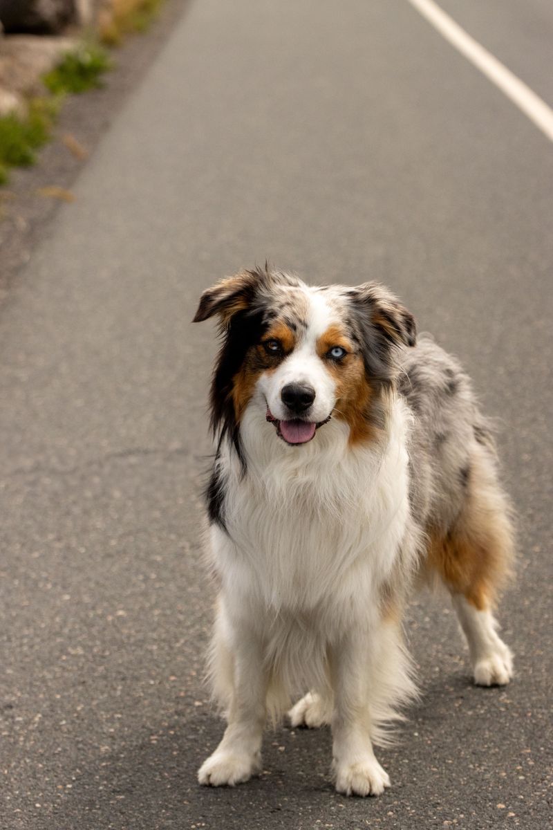 12 dog breeds that can shut down around conflicting commands - plus 3 that roll with the chaos 5 Australian Shepherd - high-drive hero craving one clear job