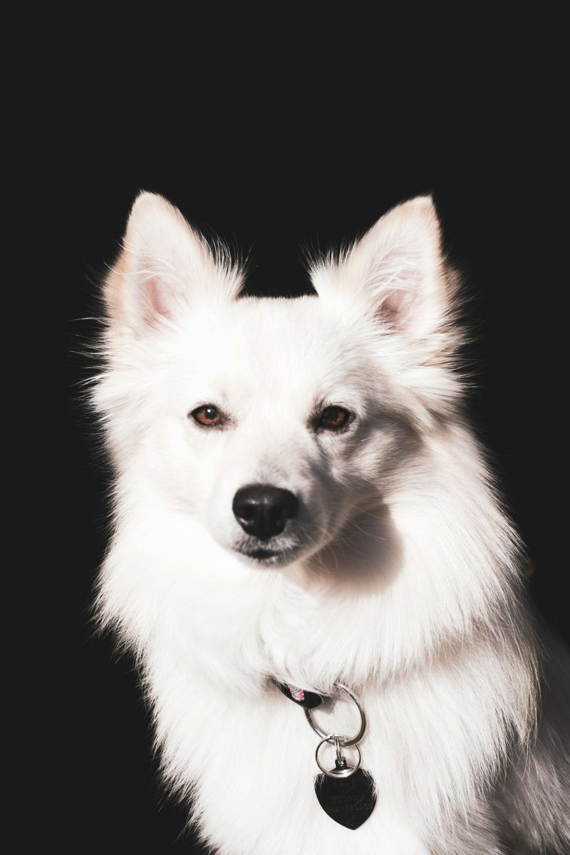 American Eskimo Dog
