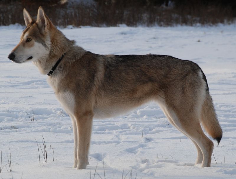 20 Dog Breeds That Closely Resemble Wolves but Are Totally Domesticated 4 Saarloos Wolfdog