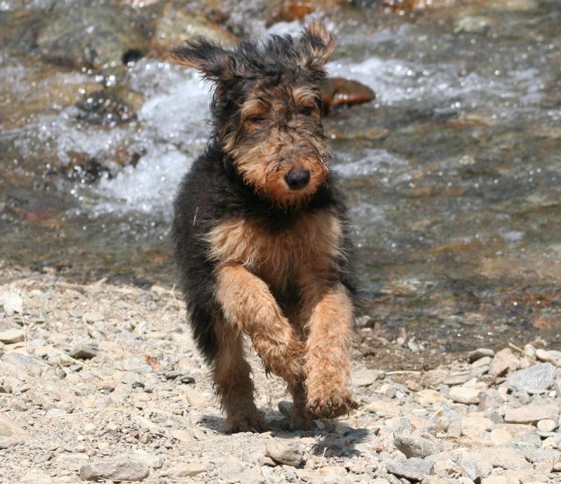 Airedale Terrier