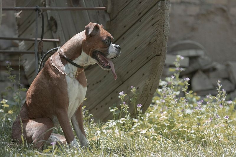 10 dogs whose resting face could make a cheerful personality look permanently disappointed 6 Boxer: A Worried Face With Bounce