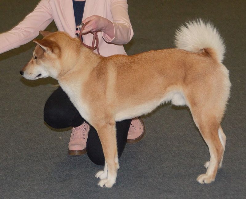 27 Dog Breeds That Closely Resemble Wolves in Looks and Temperament 13 Shikoku