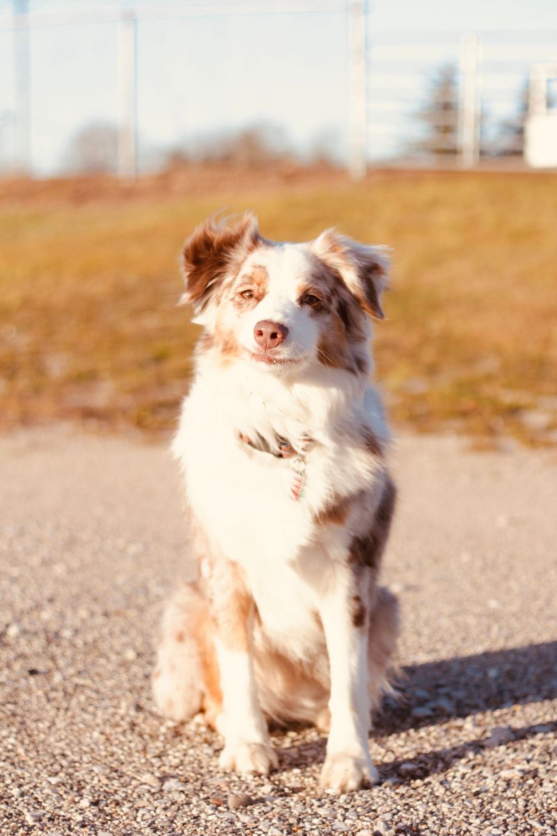 Dog owners want very different things - Yet these breeds continue attracting remarkably broad appeal 9 Australian Shepherd
