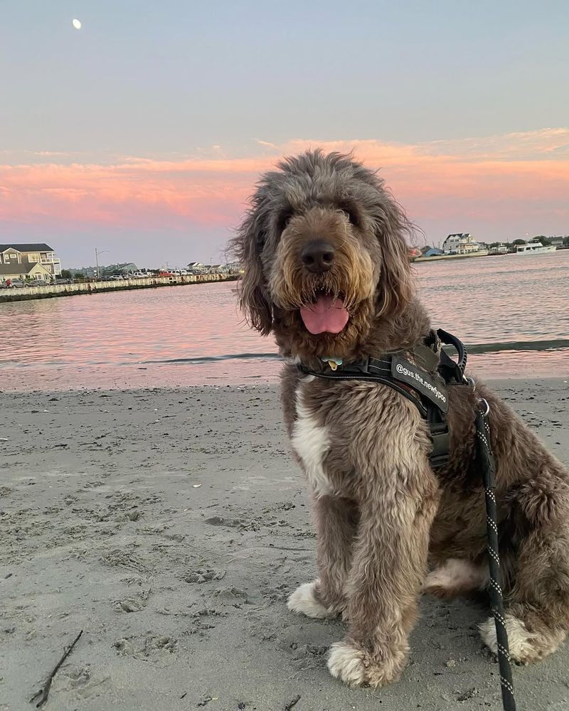 25 Popular Doodle Dog Breeds Gaining Attention in 2025 21 Newfypoo