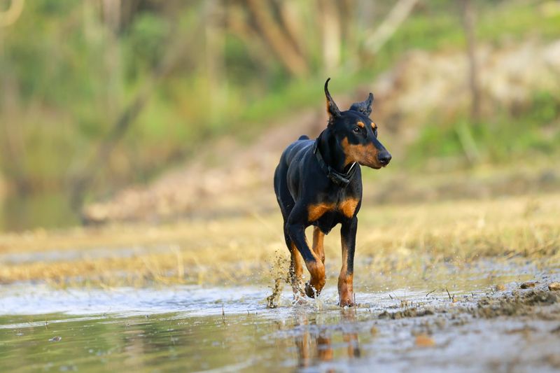 Anyone can watch the house - These dogs make family protection feel personal 4 Doberman Pinscher