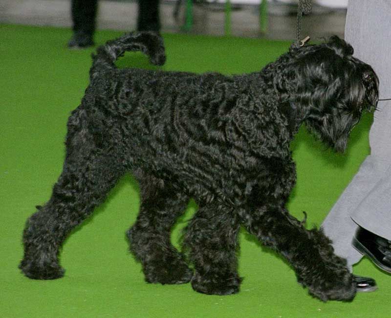 Big dogs, small problems - These 13 gentle giants completely break the stereotype 14 Black Russian Terrier