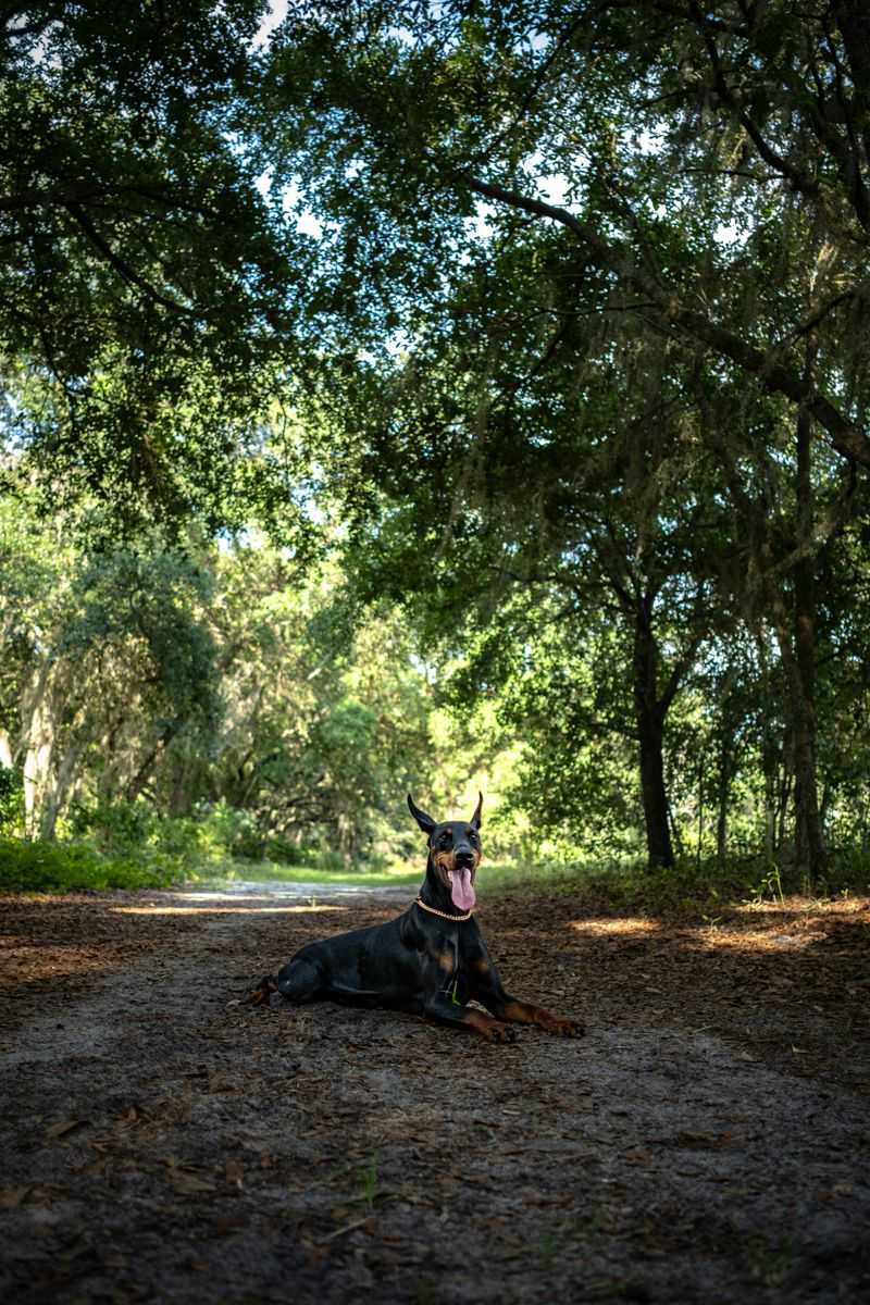 13 dog breeds that take separation harder than most owners expect 11 Doberman Pinscher