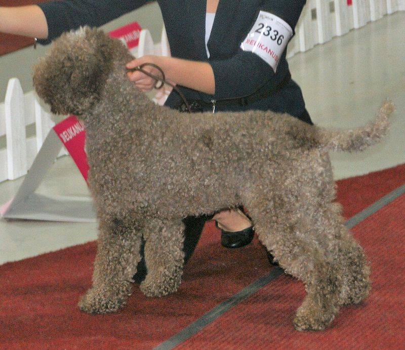 Lagotto Romagnolo