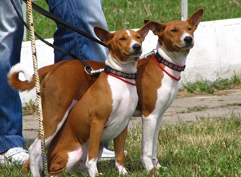 These dog breeds prove independence and loyalty can exist side by side 5 Basenji