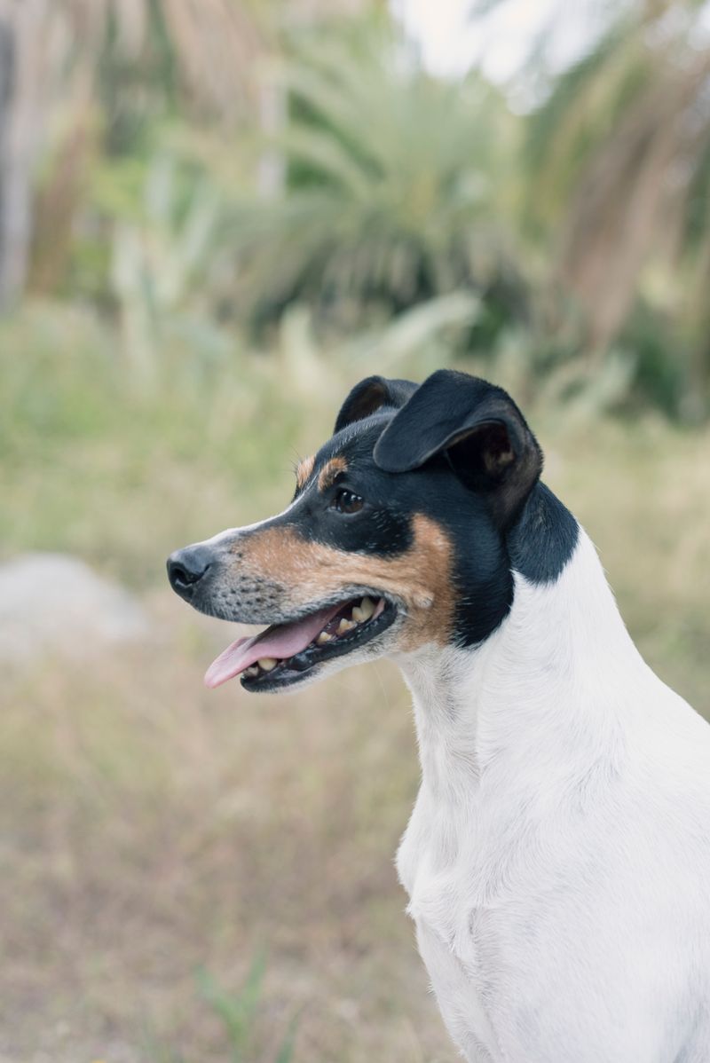 Changing lifestyles are pushing these dog breeds out of the spotlight 8 Fox Terrier