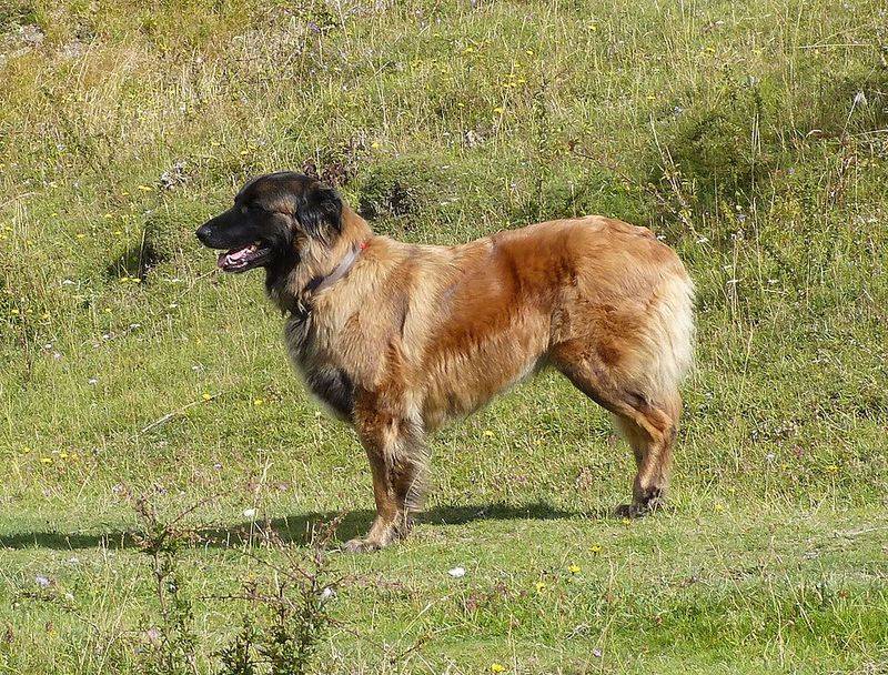 These 14 dog breeds may not be popular, but they have plenty to offer 8 Estrela Mountain Dog