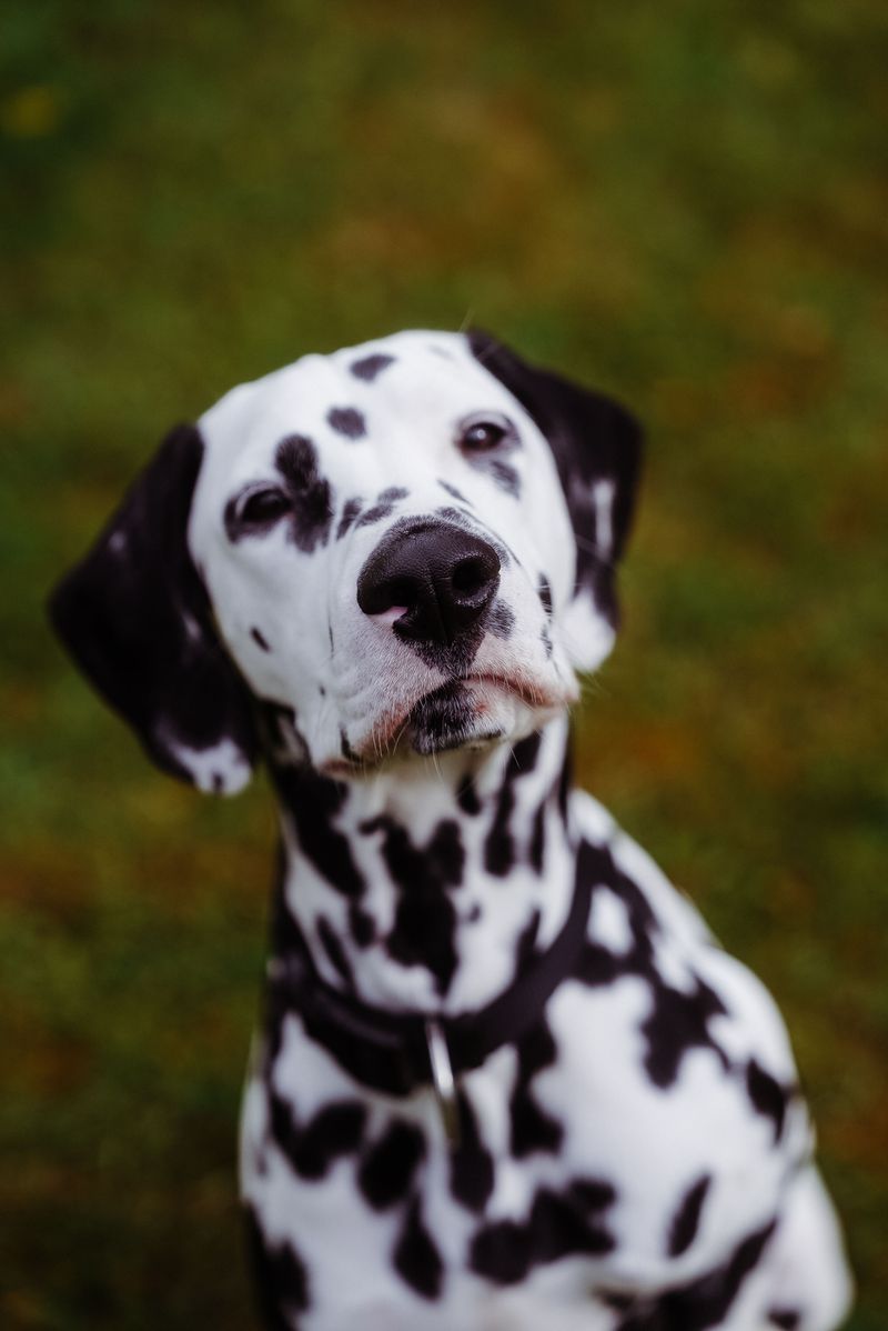 18 dog breeds people think are perfect family pets - until they discover the hidden challenges, plus 4 breeds that are even tougher 16 Dalmatian