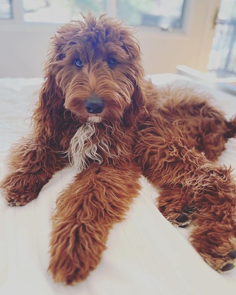 26 Popular Doodle Dog Mixes Loved for Their Personality and Charm 16 Irish Doodle