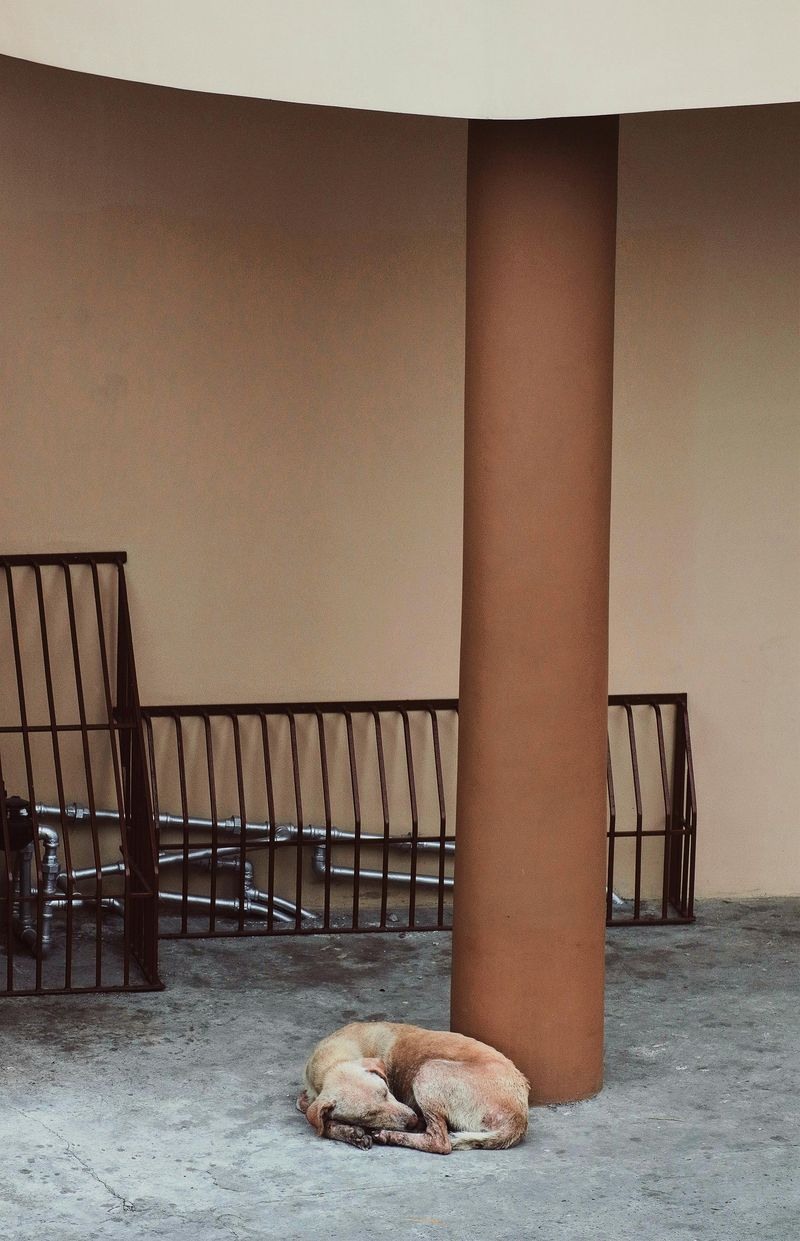 Where Outdoor Dogs Prefer to Sleep: 19 Safe and Cozy Options 7 Beneath a Gazebo or Pergola