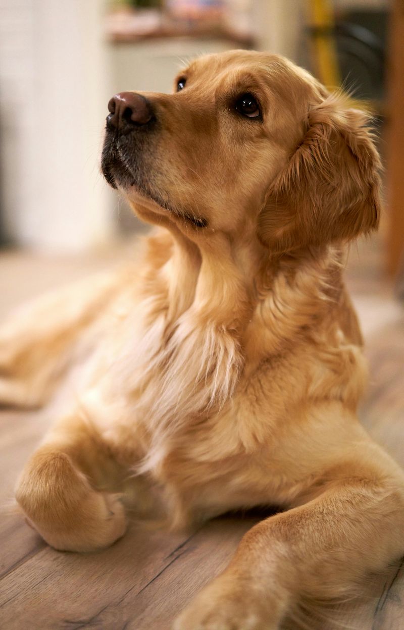 26 Friendly Dog Breeds That Get Along with Almost Everyone 2 Golden Retriever