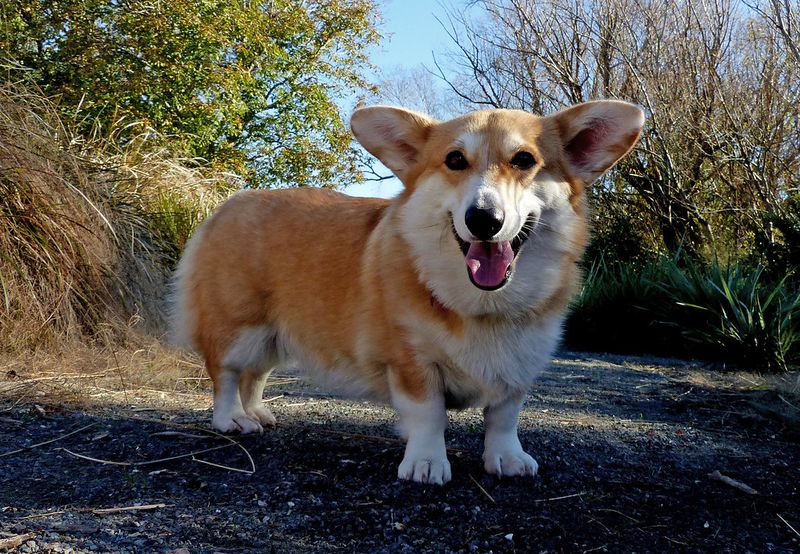 Welsh Corgi (Pembroke)