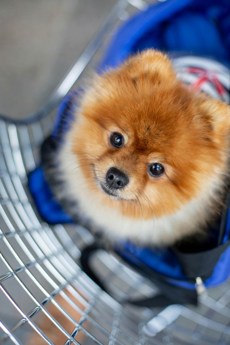 Pomeranian