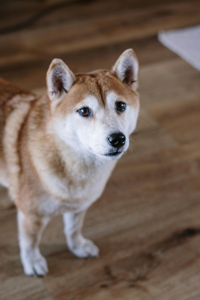 Shiba Inu
