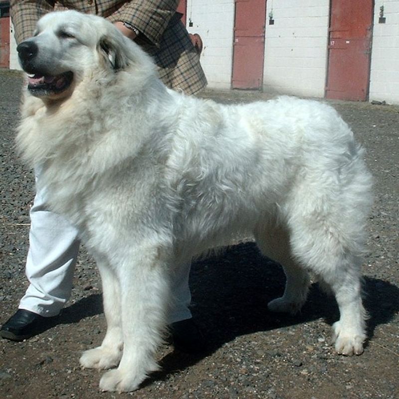 Looking for unwavering devotion? Start with these remarkable dog breeds 7 Great Pyrenees