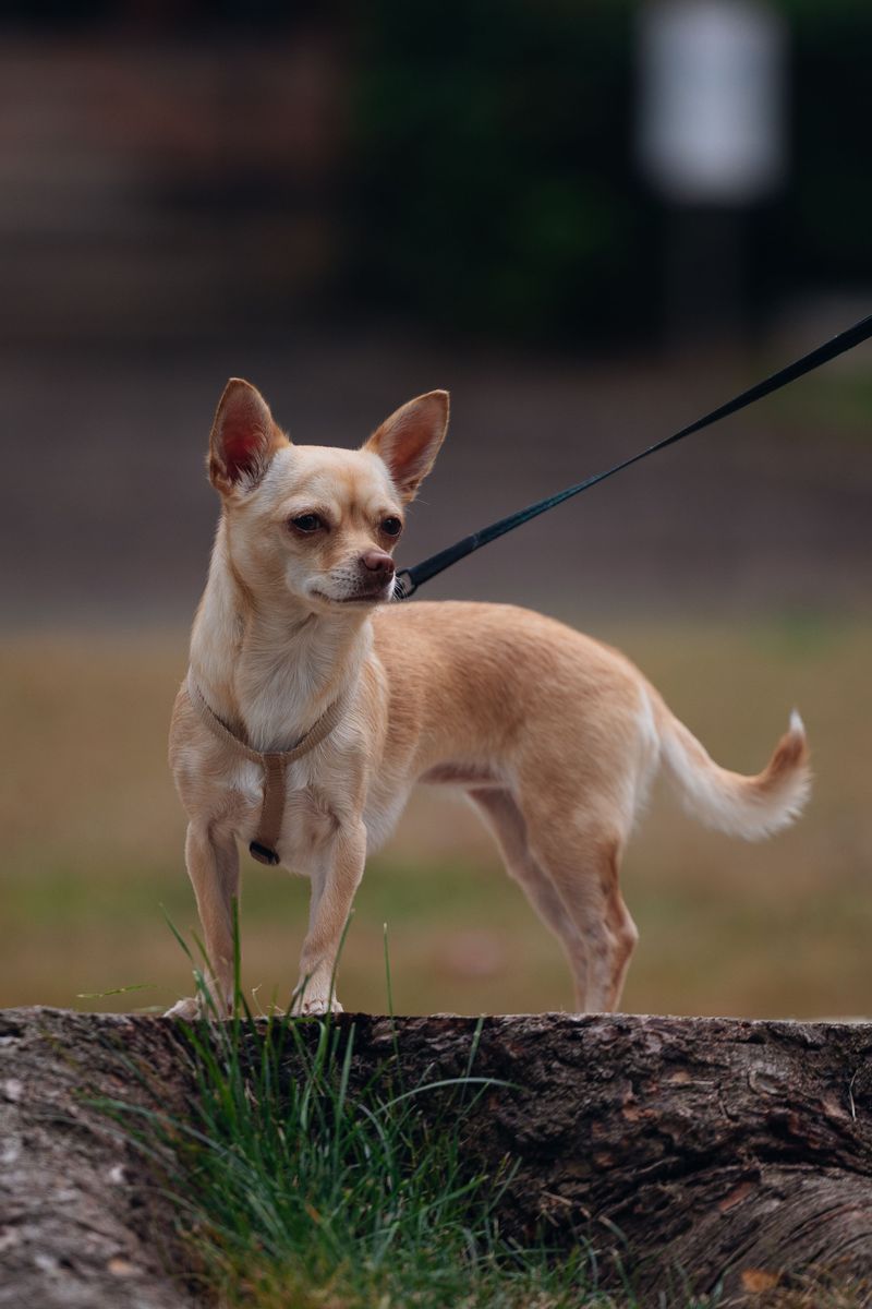 Chihuahua