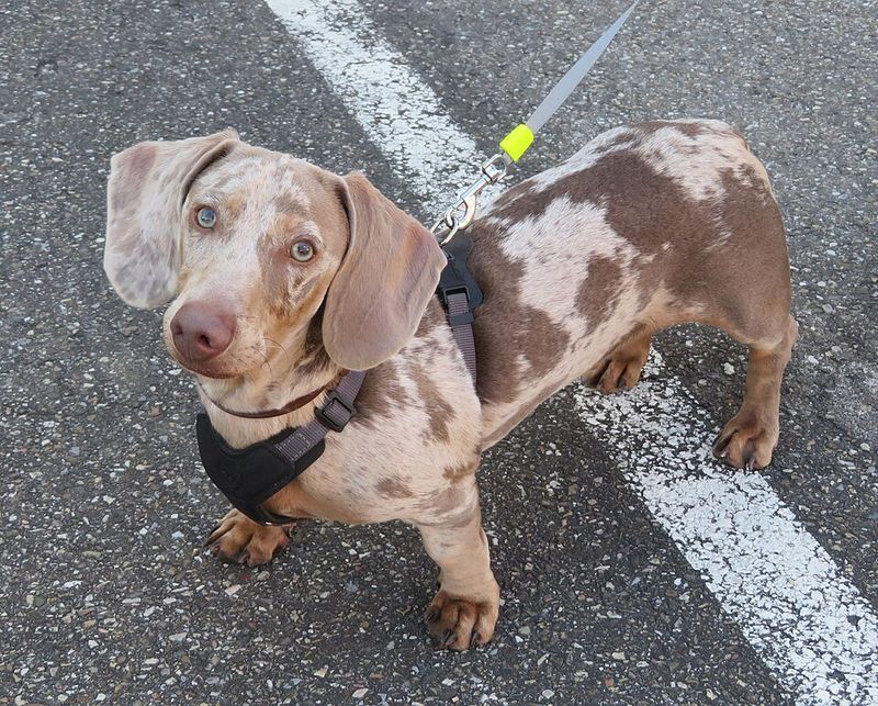 Dachshund