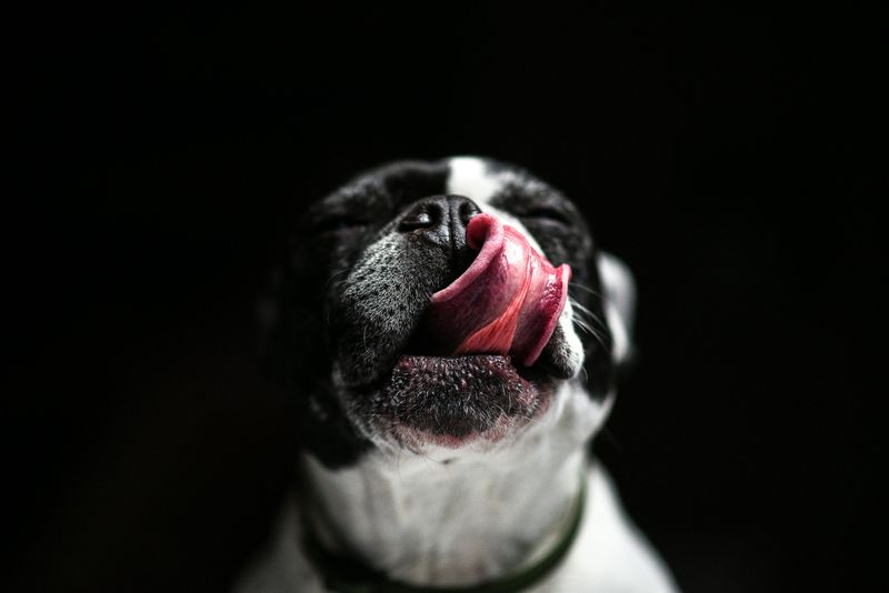Excessive licking, chewing, or self-soothing behaviors