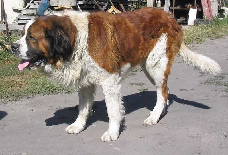 From cuddly puppies to powerful adults - These 12 breeds make a dramatic transformation 8 Saint Bernard