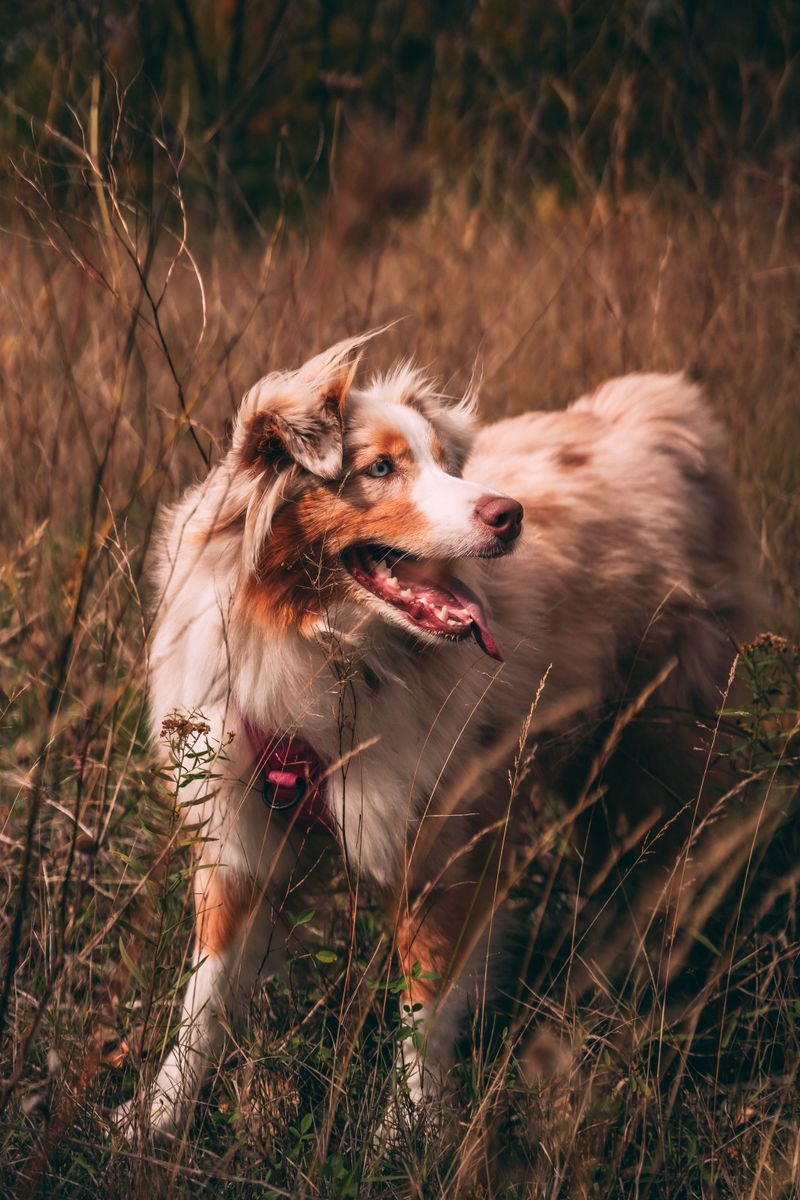 Blink and you'll miss it - but these 11 dog breeds probably noticed it already 6 Australian Shepherd