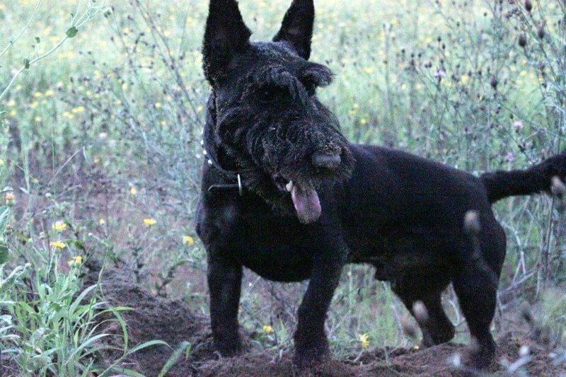A house full of people won't stop these dog breeds from quietly choosing the one who matters most 6 Scottish Terrier