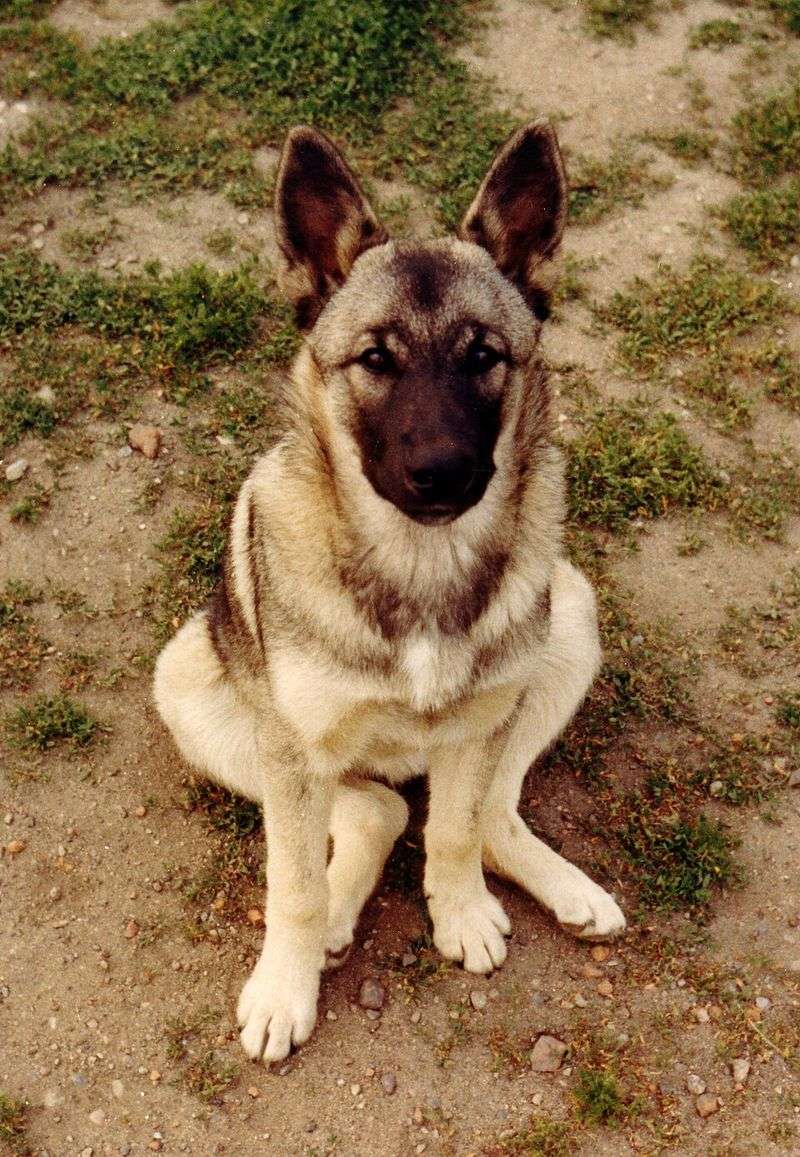 10 Dog Breeds With Iron Stomachs (And 5 That Need Extremely Gentle Diets) 9 Norwegian Elkhound