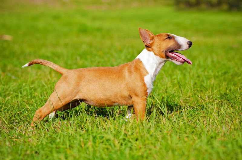 15 Dog Breeds That Resemble Pit Bulls – But Are Completely Different 3 Bull Terrier