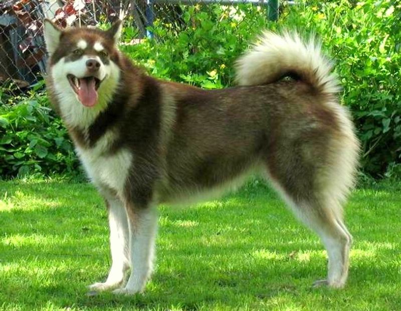 21 dog breeds that work best when they have a real job to do 9 Alaskan Malamute