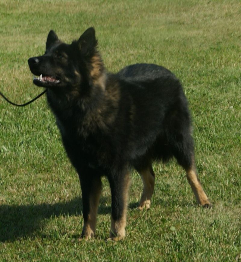 15 dog breeds that can stay independent without losing their connection to people 13 Lapponian Herder