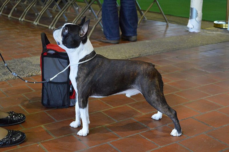 Boston Terrier