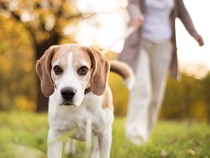 19 Small Changes That Can Instantly Improve Your Dog’s Behavior 7 Strategic Sniff Breaks