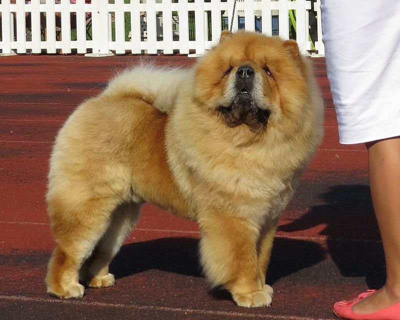 Owning dogs for years doesn't automatically prepare you for breeds that were developed to think independently 7 Chow Chow